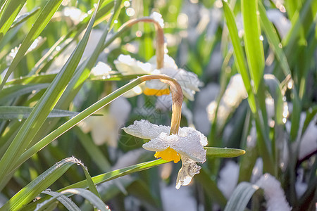 雪下宏观背景覆盖的花花水仙子土地蓝色季节花园雪花草地场地植物生长天气图片