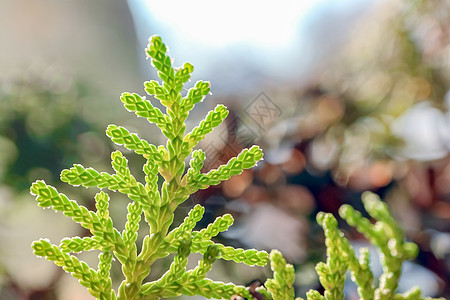 TUI 分支在美丽的背景特写你植物学树篱宏观叶子季节花园绿色公园崖柏农业图片