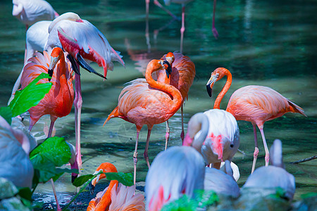 美丽的粉红火烈鸟反射动物群公园脖子羽毛旅行海岸橙子动物情调图片