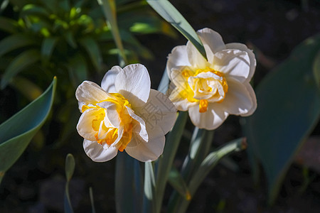 简单背景分离的黄色水仙体花束花园花朵水仙植物群白色季节绿色水仙花花瓣图片