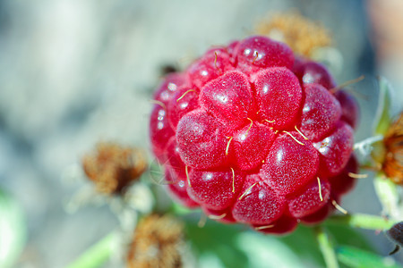 白莓草莓宏花园红色衬套叶子甜点浆果植物食物绿色水果图片