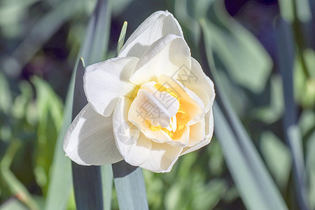 简单背景分离的黄色水仙体水仙白色花瓣花束花园绿色植物群季节水仙花植物图片