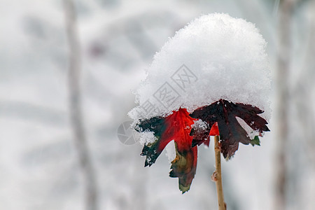 冬季的黑金树枝带雪盖图片