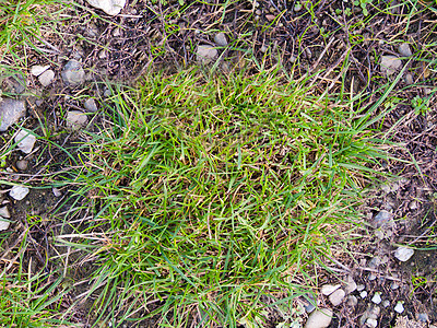 一小片绿草在地上生长图片