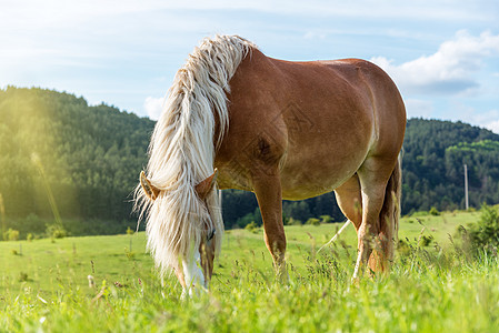 马在草原上放牧荒野土地天空草地日落场地牧场马头农场自由图片