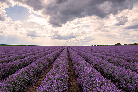 日落时的紫色花田线条薰衣草芳香场景农业收成香水生长疗法太阳图片