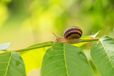 绿色的干草上被钉死生物学草地宏观生物叶子蜗牛阳光野生动物天线生活图片