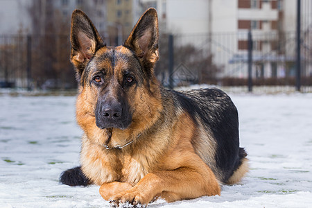 德国牧羊犬执行所有者的命令 狗家畜动作毛皮姿势犬类守护降雪警卫动物友谊背景图片