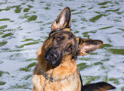 德国牧羊犬执行所有者的命令 狗守护动物犬类哺乳动物训练友谊宠物动作毛皮警卫背景图片