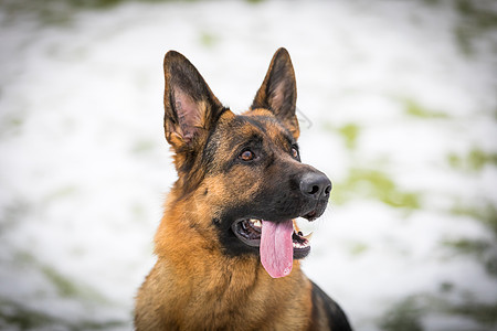 德国牧羊犬执行所有者的命令 狗训练姿势家畜毛皮动物猎犬秀狗哺乳动物忠诚守护图片