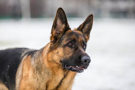 德国牧羊犬执行所有者的命令 狗训练动物宠物守护友谊警卫忠诚犬类降雪姿势图片