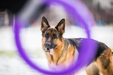 德国牧羊犬执行所有者的命令 狗秀狗守护家畜宠物猎犬警卫毛皮犬类动作训练背景图片