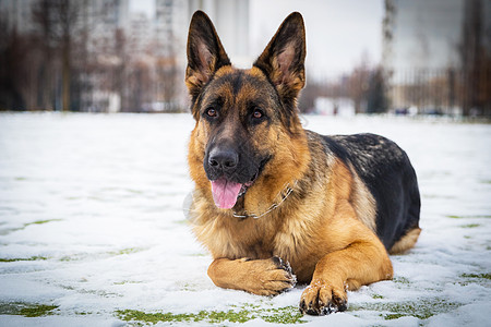 德国牧羊犬执行所有者的命令 狗忠诚警卫降雪动作毛皮守护宠物家畜哺乳动物犬类图片