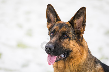 德国牧羊犬执行所有者的命令 狗降雪训练警卫犬类友谊秀狗宠物姿势家畜忠诚图片