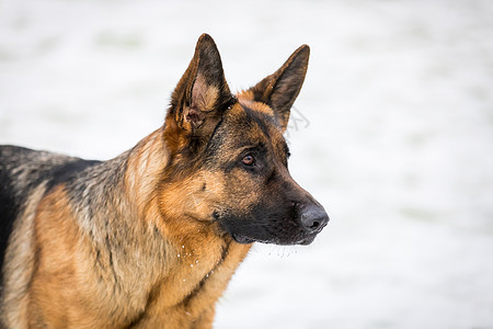 德国牧羊犬执行所有者的命令 狗训练降雪友谊动作家畜忠诚守护犬类猎犬哺乳动物图片