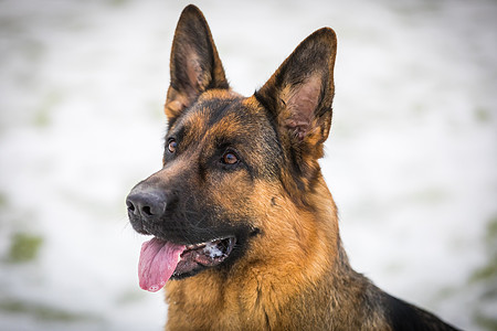 德国牧羊犬执行所有者的命令 狗犬类家畜友谊姿势动物哺乳动物守护宠物秀狗猎犬背景图片