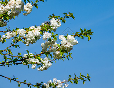 花朵的苹果树与白花在蓝天上图片