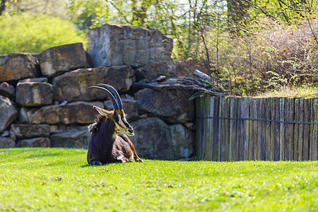 动物园绿草坪上有一只有大角和尖角的羚羊图片