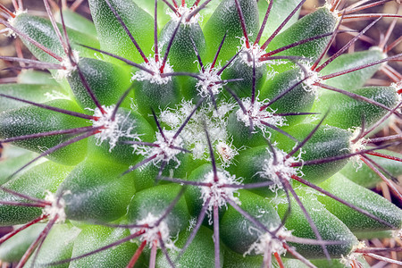 仙人掌将整个框架作为背景特写植物学沙漠肉质多刺花园尖刺白色植物群叶子植物图片