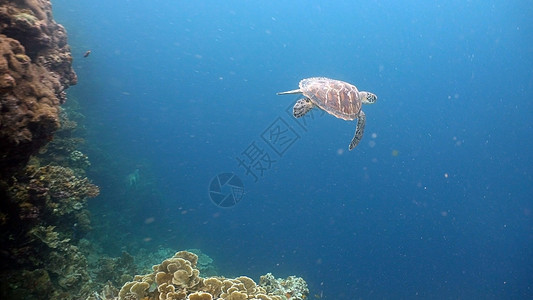 水下海龟动物太阳海洋热带情调绿色异国荒野潜水蓝色图片
