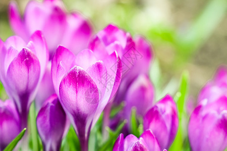 美丽的背景宏上紫色的花旗花朵紫色叶子郁金香绿色红花植物植物群公园粉色图片