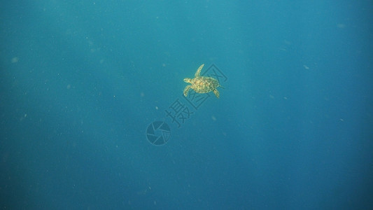 水下海龟情调绿色爬虫海洋荒野蓝色野生动物热带生活游泳图片