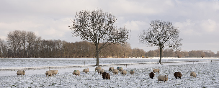 在蓝天下 用绵羊和雪 和树的丘陵草地农业风景场景羊毛农村牧场动物天空哺乳动物场地图片