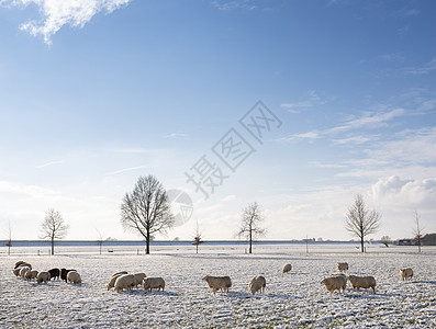 在蓝天下 用绵羊和雪 和树的丘陵草地场景天空公园哺乳动物动物农业国家场地牧场羊毛图片