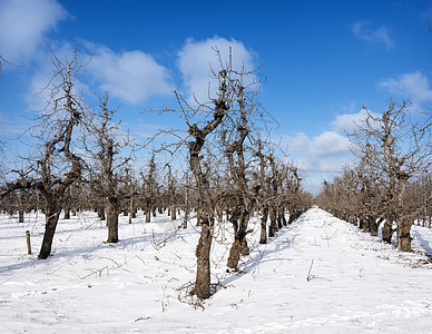 果园果树的数排果树 冬季在寒冬在蓝天下积雪树木土地磨砂灌木灌木丛农业农田场地季节温度图片
