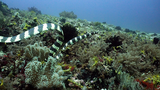 条纹海蛇带状热带野生动物荒野潜水海洋珊瑚爬虫动物背景图片