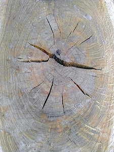 尾端作为背景的橡木日志年度材料资源粮食损害光束森林燃料木材圆形图片