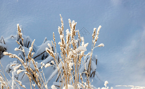 干草在白雪皑皑的自然景观重压下弯曲草本植物墙纸降雪蓝色雪堆植物群季节植物体重荒野图片