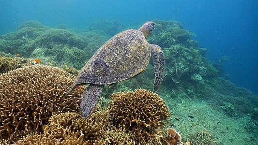 水下海龟蓝色游泳热带情调绿色珊瑚野生动物荒野潜水异国图片