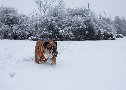 红英语英国公牛犬狗在雪上散步宠物公园哺乳动物绿色棕色犬类动物图片