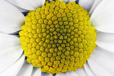 菊花作为背景 紧贴于宏观植物白色花瓣绿色甘菊植物群花粉洋甘菊黄色花朵图片