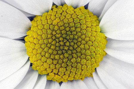 菊花作为背景 紧贴于宏观植物群洋甘菊甘菊花朵花瓣绿色黄色花粉花园植物图片