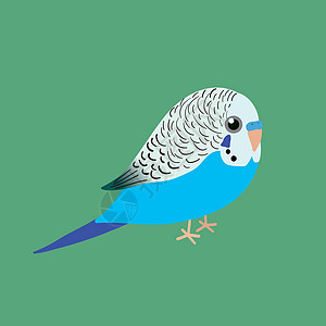 budgi 的可爱插图野生动物荒野热带翅膀宠物男性动物蓝色动物群鸟类图片