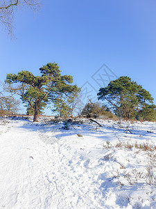 荷兰冬季天气期间由在荷兰覆盖的自然公园积雪蓝色森林地面自然保护区植物荒野小路地毯天空农村图片