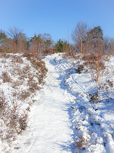 荷兰冬季天气期间由在荷兰覆盖的自然公园积雪自然保护区天空森林蓝色荒野小路远足农村地面植物图片