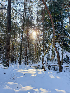 荷兰冬季天气期间由在荷兰覆盖的自然公园积雪地毯地面蓝色荒野远足小路自然保护区天空植物农村图片