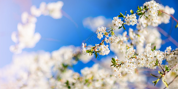 春开花朵枝在蓝天的天空中盛开花朵果园太阳樱花场景植物群风景花园宏观植物学背景图片
