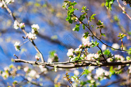春开花朵枝在蓝天的天空中盛开花朵宏观植物植物学花瓣植物群晴天樱花花园背景风景图片