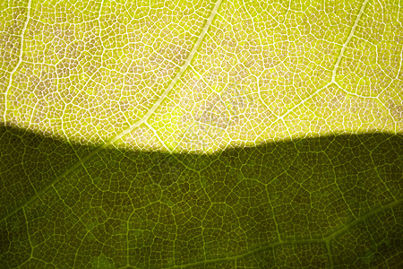 树叶免扣作为宏观背景的绿树叶结构手机墙纸环境季节生态细胞框架背光植物生长背景