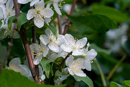 装饰植物(称为甜制假橙子或英式狗木)的白花和绿叶图片