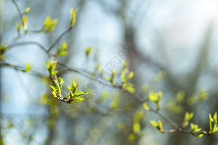 新树叶从树枝的芽新开花 美丽的春天背景 美丽之春图片