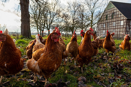 德国一个乡村农场的家禽德国 野鸡居住家畜食物房子母鸡动物生物营养翅膀羽毛图片