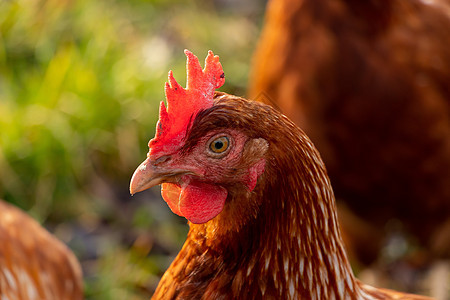 德国有机散养养鸡场一只棕色母鸡的特写翅膀草地房子家畜国家宠物公鸡生产动物鸡舍图片