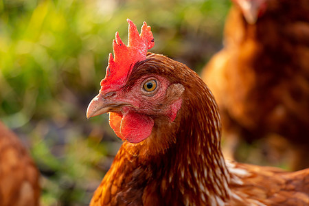 德国有机散养养鸡场一只棕色母鸡的特写生产房子农业团体居住动物家畜公鸡牧场翅膀图片