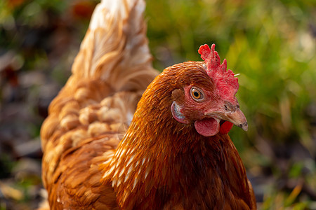 德国有机散养养鸡场一只棕色母鸡的特写翅膀国家公鸡小鸡居住宠物农场牧场动物房子图片