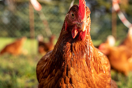 德国有机散养养鸡场一只棕色母鸡的特写草地食物翅膀生物居住鸡舍房子公鸡团体宠物图片